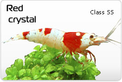 Креветка Red Crystal class SS