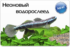 Бычек неоновый - Stiphodon semoni