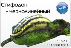 Бычек - водораслеед Stiphodon ornatus