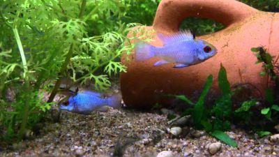 /images/product_images/info_images/fish/apistogramma-jelektrik-blju---apistograma-ramirezi-electric-blue_2.jpg