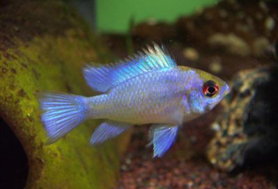 /images/product_images/info_images/fish/apistogramma-jelektrik-blju---apistograma-ramirezi-electric-blue_3.jpg