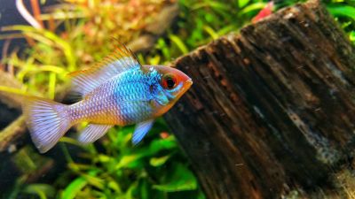 /images/product_images/info_images/fish/apistogramma-jelektrik-blju---apistograma-ramirezi-electric-blue_4.jpg