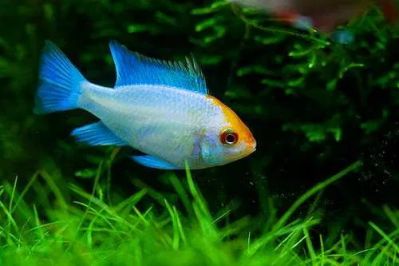 /images/product_images/info_images/fish/apistogramma-jelektrik-blju---apistograma-ramirezi-electric-blue_6.jpg