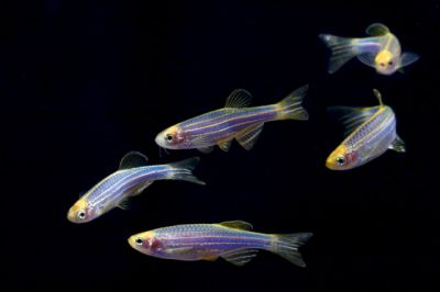 /images/product_images/info_images/fish/danio-glofish-cosmic-blue---danio-glophish-sinij_2.jpg