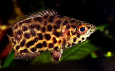 /images/product_images/info_images/fish/ktenopoma-leopardova---ctenopoma-acutirostre_1.jpg