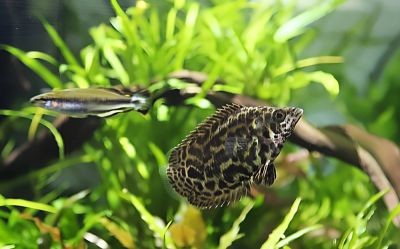 /images/product_images/info_images/fish/ktenopoma-leopardova---ctenopoma-acutirostre_2.jpg