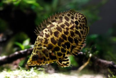 /images/product_images/info_images/fish/ktenopoma-leopardova---ctenopoma-acutirostre_3.jpg