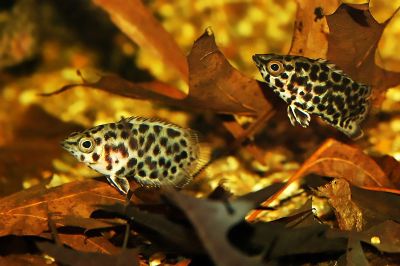 /images/product_images/info_images/fish/ktenopoma-leopardova---ctenopoma-acutirostre_4.jpg