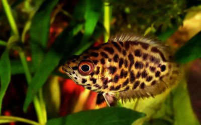 /images/product_images/info_images/fish/ktenopoma-leopardova---ctenopoma-acutirostre_5.jpg