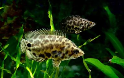 /images/product_images/info_images/fish/ktenopoma-leopardova---ctenopoma-acutirostre_6.jpg