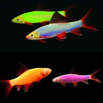 /images/product_images/info_images/fish/labeo-glofish-goluboj---labeo-frenatus-glofish_2.jpg