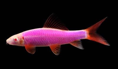 /images/product_images/info_images/fish/labeo-glofish-rozovyj---labeo-frenatus-glofish-pink_1.jpg