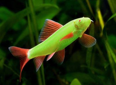 /images/product_images/info_images/fish/labeo-glofish-salatovyj---labeo-frenatus-glofish-green_1.jpg