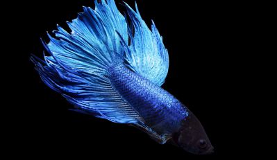 /images/product_images/info_images/fish/petushok-siamskij-sinij-betta-splendens_1.jpg