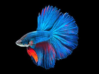 /images/product_images/info_images/fish/petushok-sinij-super-delta---blue-sd-super-delta-betta_2.jpg