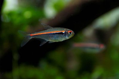 /images/product_images/info_images/fish/tetra-amapa---hyphessobrycon-amapensis_1.jpg