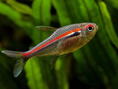 /images/product_images/info_images/fish/tetra-amapa---hyphessobrycon-amapensis_2.jpg