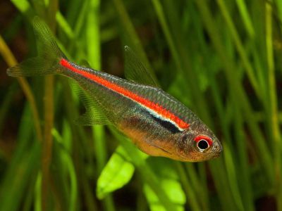 /images/product_images/info_images/fish/tetra-amapa---hyphessobrycon-amapensis_5.jpg