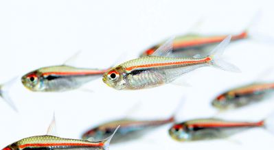 /images/product_images/info_images/fish/tetra-amapa---hyphessobrycon-amapensis_6.jpg