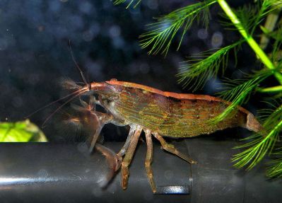 /images/product_images/info_images/shrimp/shrimp-philtrator-atyopsis-moluccensis_5.jpg