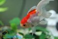 Оранда красно-белая - Золотая рыбка